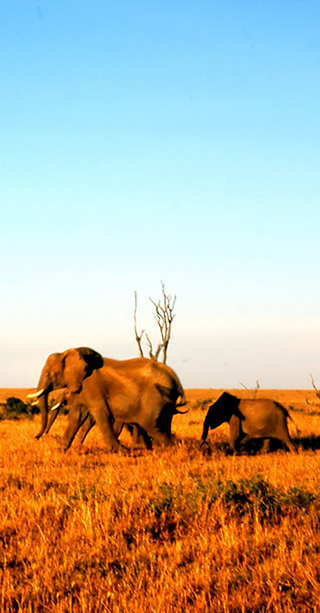 East African landscape with a family of elephants running